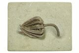 Fossil Crinoid (Agaricocrinus) - Crawfordsville, Indiana #269741-1